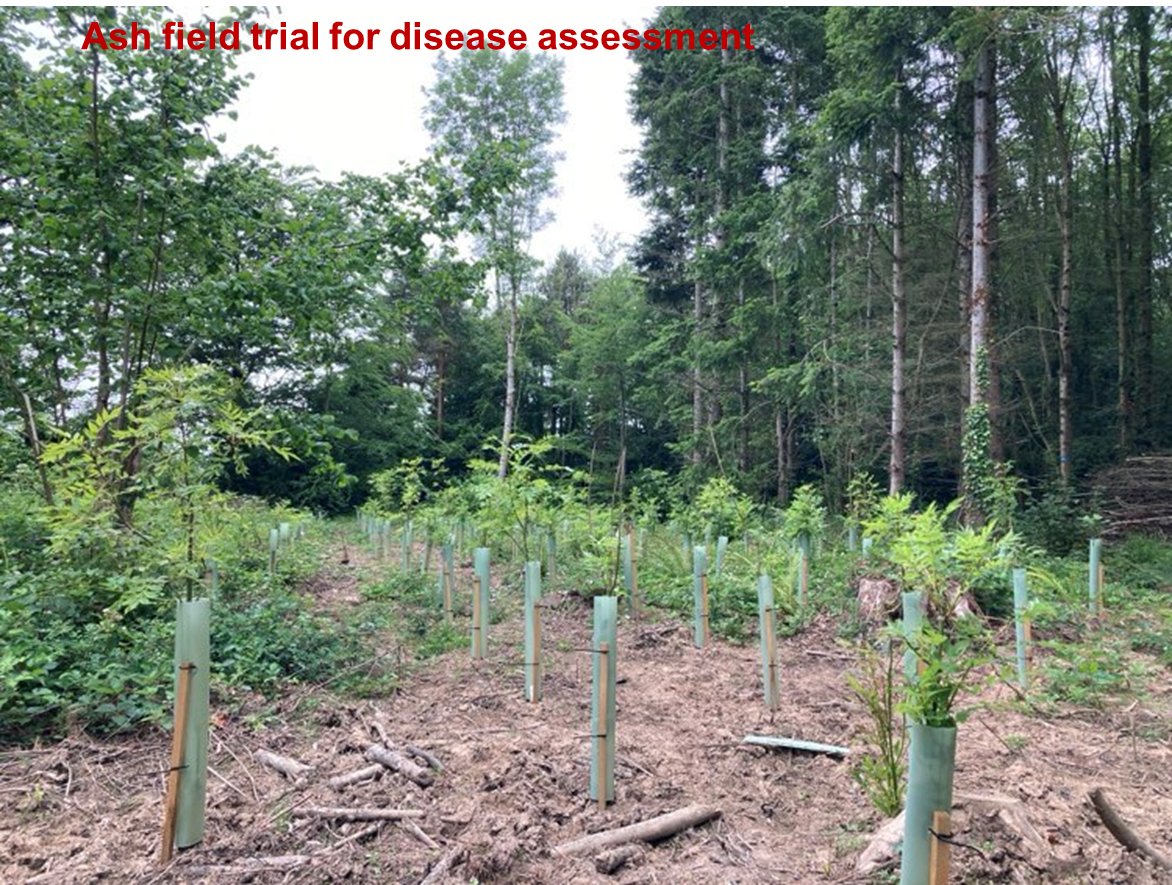 🌳Exciting Opportunity!🌳
Join our #TreeImprovement team @teagascforestry as a #Postdoctoral #Researcher for the #AshforFuture project. Contribute to preserving #ash #trees in #Ireland. 
Apply now: topjobs-teagasc.thehirelab.com/LiveJobs/JobAp…
📅 Deadline: 28/05/2024
#ResearchJobs🌲🌿 @FindAPostDoc