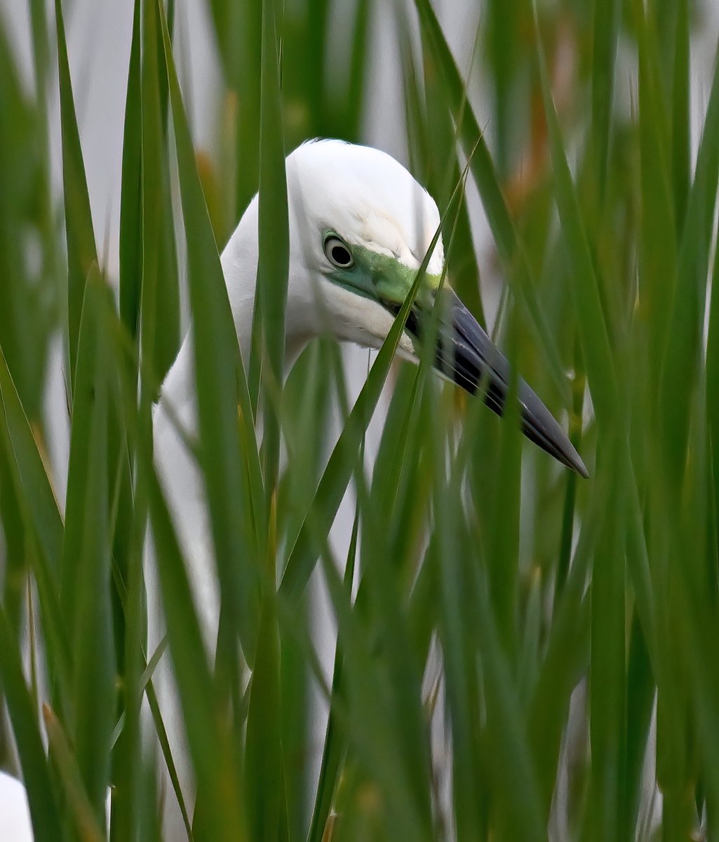 Creeping through the reeds, looking for an unsuspecting meal.... a Great White Egret at RSPB Ham Wall recently. 😁🐦