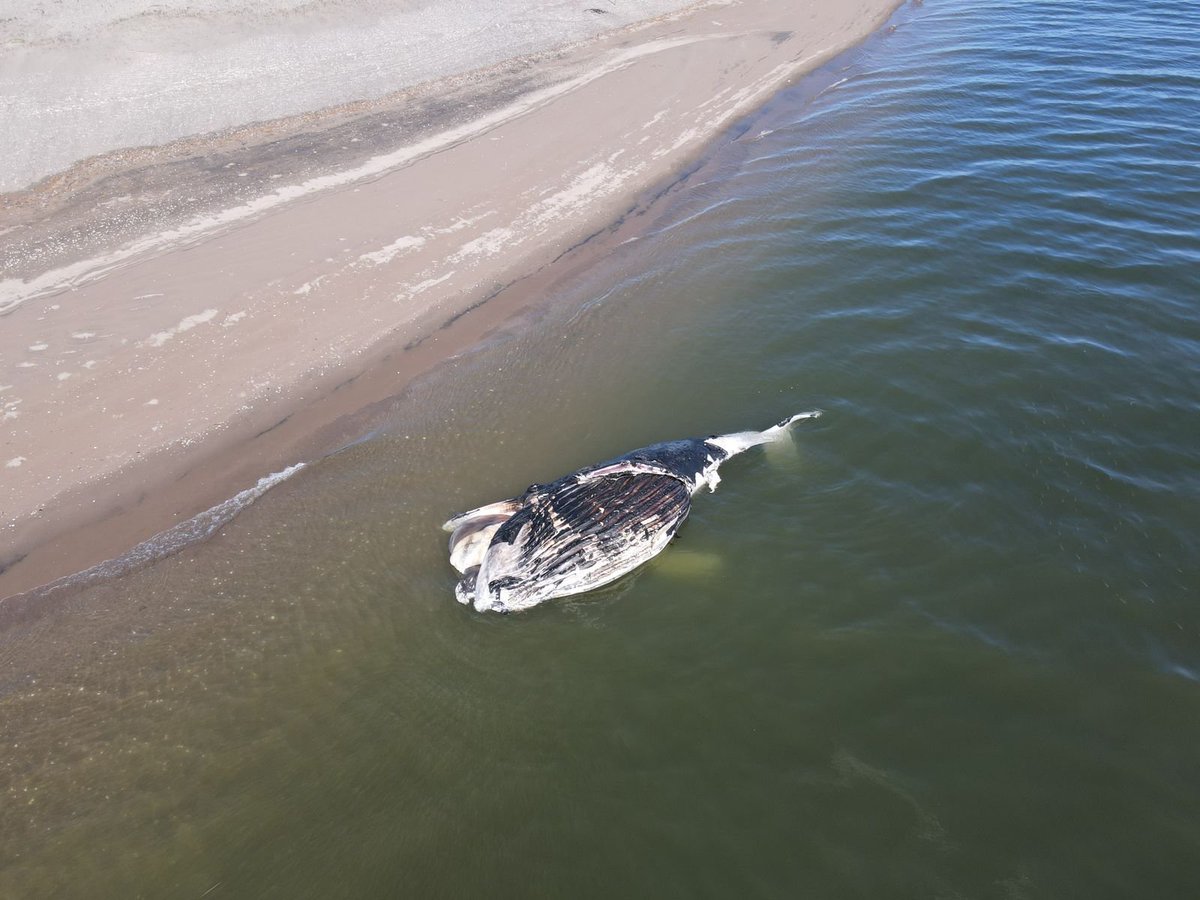 El cadáver de una ballena jorobada, de aproximadamente 12 metros de largo, quedó varado frente a la Isla Macapule, en #Sinaloa Las autoridades aseguran que retirar el ejemplar representa un desafío, debido a su gran peso y estado de descomposición. Vía @PROFEPA_Mx