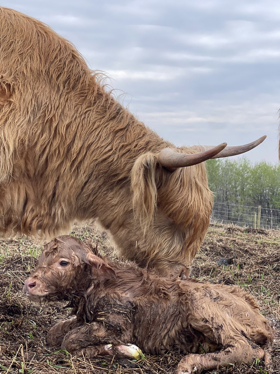 Baby number 2 on the ranch!
#maybetomorrowranch #highlandcalf #albertaranch #highlandcows