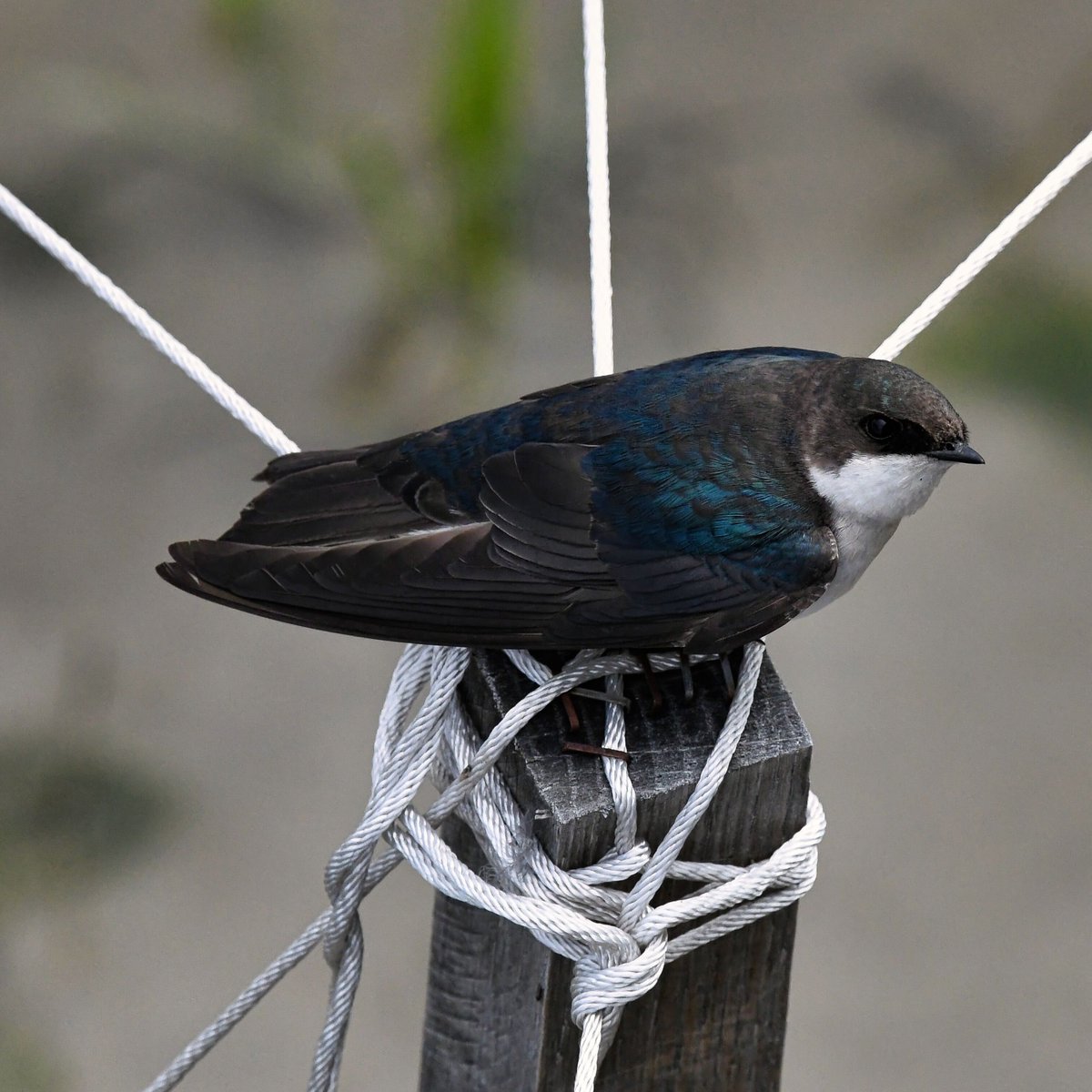 Tree Swallow seen at Sunset Cove Park along Jamaica Bay in Broad Channel today.