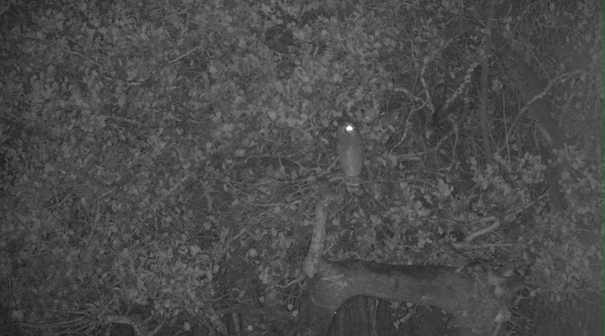 Nice Owl ? scops ?? #wildearth 0.24 am