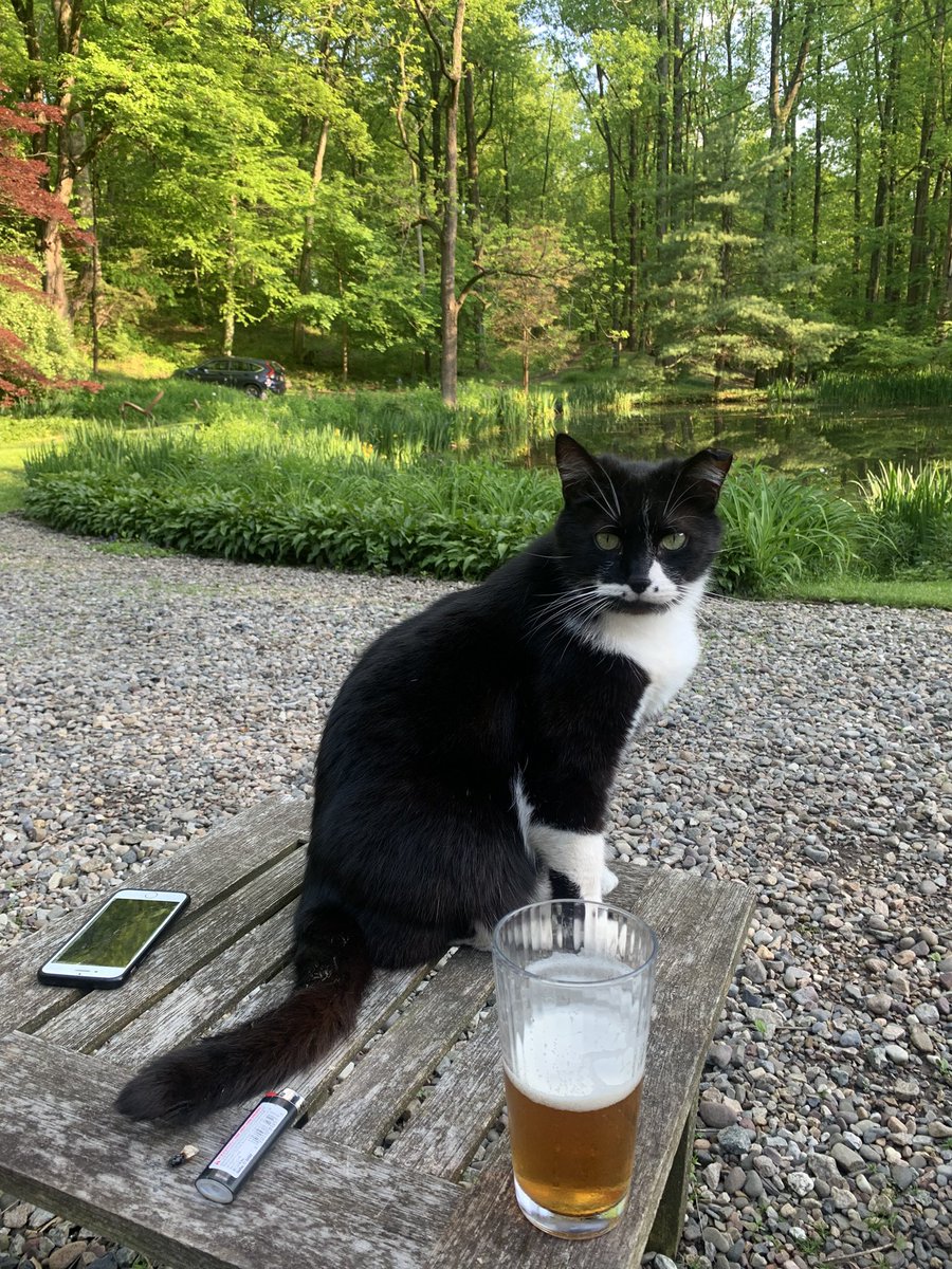 It’s not #HappyHour without Max #CatsOfTwitter