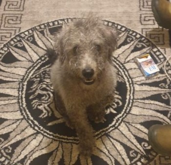 #LOST #DOG MIKEY 
Young Adult #Male Standard #Poodle Grey #Neutered 
#Missing from home West Bromwich Street 
#Walsall #WS1 Central
Friday 10th May 2024 
#DogLostUK #Lostdog #ScanMe 

doglost.co.uk/dog/192157