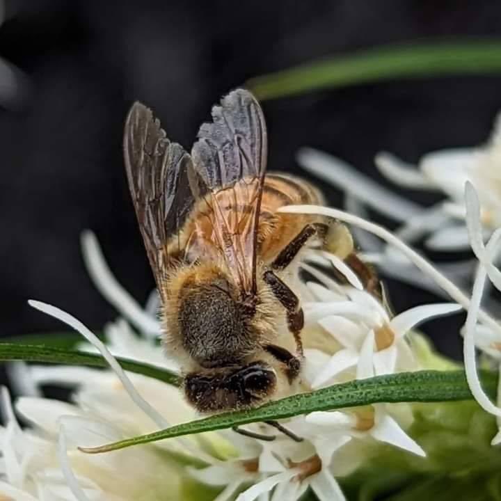 This is an old bee.
How can you tell?
First of all, if we see a bee on a flower it means she is a forager, & forager is a job for older, stronger bees. Bees have inside the hive jobs first, like cleaning or taking care of babies.
Second, we can tell by looking at her that...