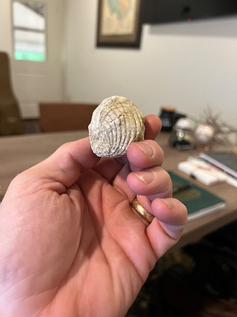 Took a walk up my road this morning and couldn’t help but notice all the shell fossils. Our house is ~700’ off the highway and our driveway is crushed limestone. It’s quarried and trucked from Kosse, TX. In fact, some of the best crushed limestone road base in Texas comes from