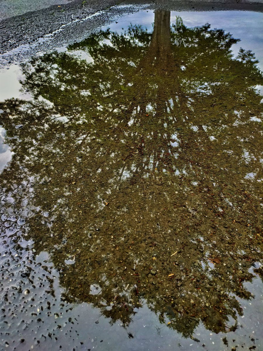 おはニャ✨

雨があがり、心地よい空気に包まれる朝ニャ♪

大きな水溜りに映るケヤキは、ちょっぴり窮屈そうニャ(*^^*)

みなさん今日も素敵な１日になりますように♡

#旅猫の散歩道