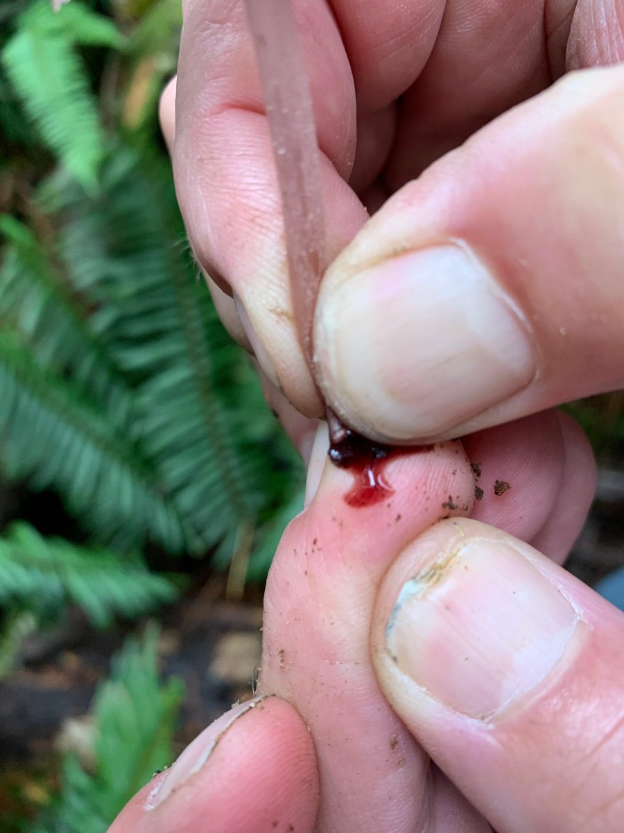 The base of the mushroom bleeds when squished as seen in the second photograph. My brother Bill, a documentary filmmaker from Chicago, and his friend Alexis, an avid explorer of the PNW, found a fruiting while filming in the old growth forest.