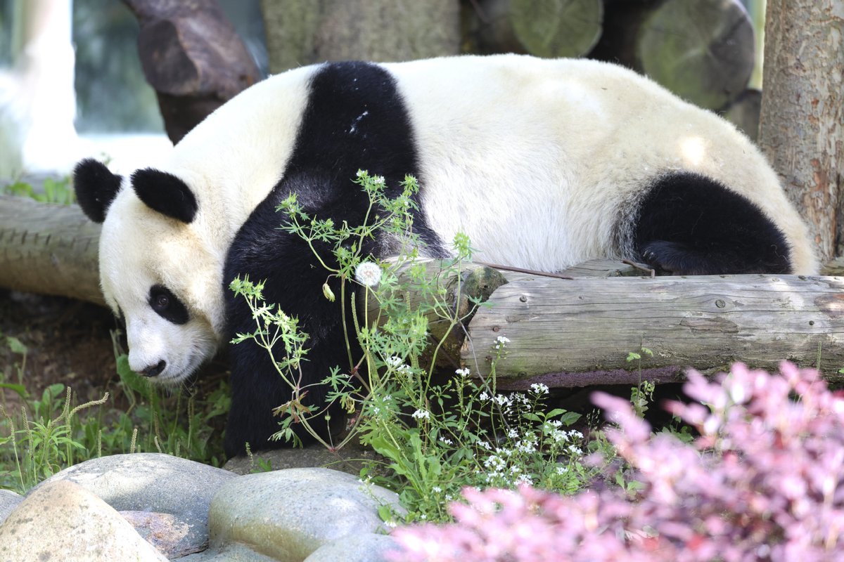 #OneMoment Giant pandas 'Tuanzi' and 'Fufeng' are seen at Tangshan Ziqing Lake wildlife zoo in Nanjing, capital of East China's Jiangsu province on Sunday.