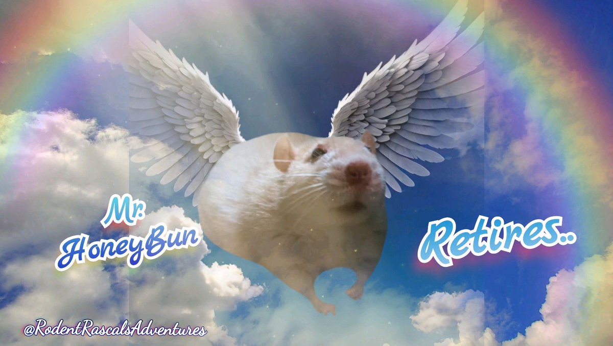 🌈🐁🪽 I, Mr. HoneyBun have retired... I hope you will join me for my FINAL Adventure on our YouTube Channel and if you'd like me to say hi to any of your Angels leave me a comment today... #petrat #petloss #retired #pet #ourangel #fancyrat ❤️🐹🐽🐀💻⬇️ #RodentRascalsAdventures