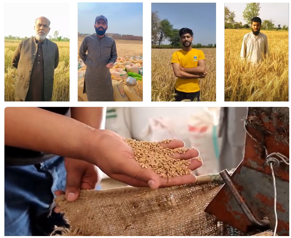Join me by watching the success story of #zinc #wheat Akbar-19 in #Pakistan 🇵🇰. It is one of the 3 major & recommended zinc enriched wheat varieties. It is revolutionizing wheat production and contributing to healthy diets among wheat consumers. 📽️ bit.ly/3Uenq5X