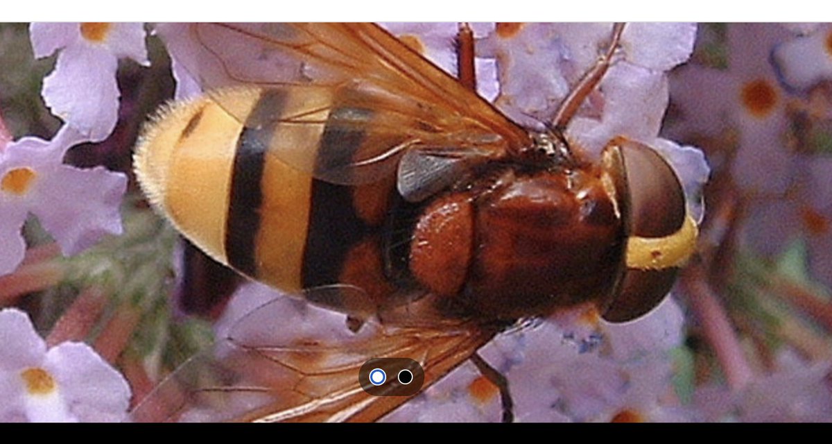 The Hornet is the real deal. The Hornet mimic hoverfly  looks like it, but is not the real deal.   Seems like a lot of things in life.  Many pundits are the latter from sports thru climate, thru many things.  Up to you to figure it out