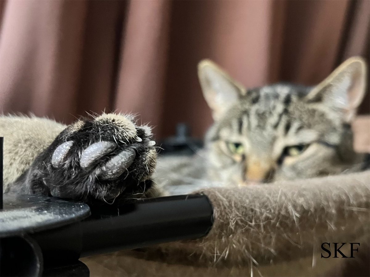 Lone Wolf: I’m telling the Big Guy to talk to the Paw as he was explaining about why our dinner was served late this #MondayEvening because he had to work late today, First he has to work this past weekend and now late serving dinner, Very unacceptable Service. #CatsOfTwitter