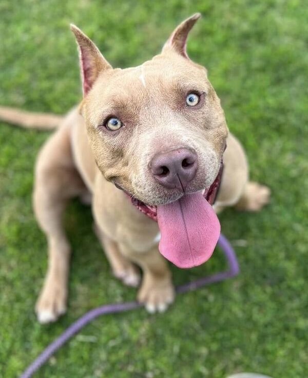 Calling all bully breed lovers! 💕 Ryder’s a playful pup with a heart of gold! He loves cuddles &amp; belly rubs and plays fetch like a champ. Learn more about this loving boy here -&gt; doggoneseattle.org/adoptable-dogs…

#AdoptDontShop #Bullybreed #doglovers #Dogs