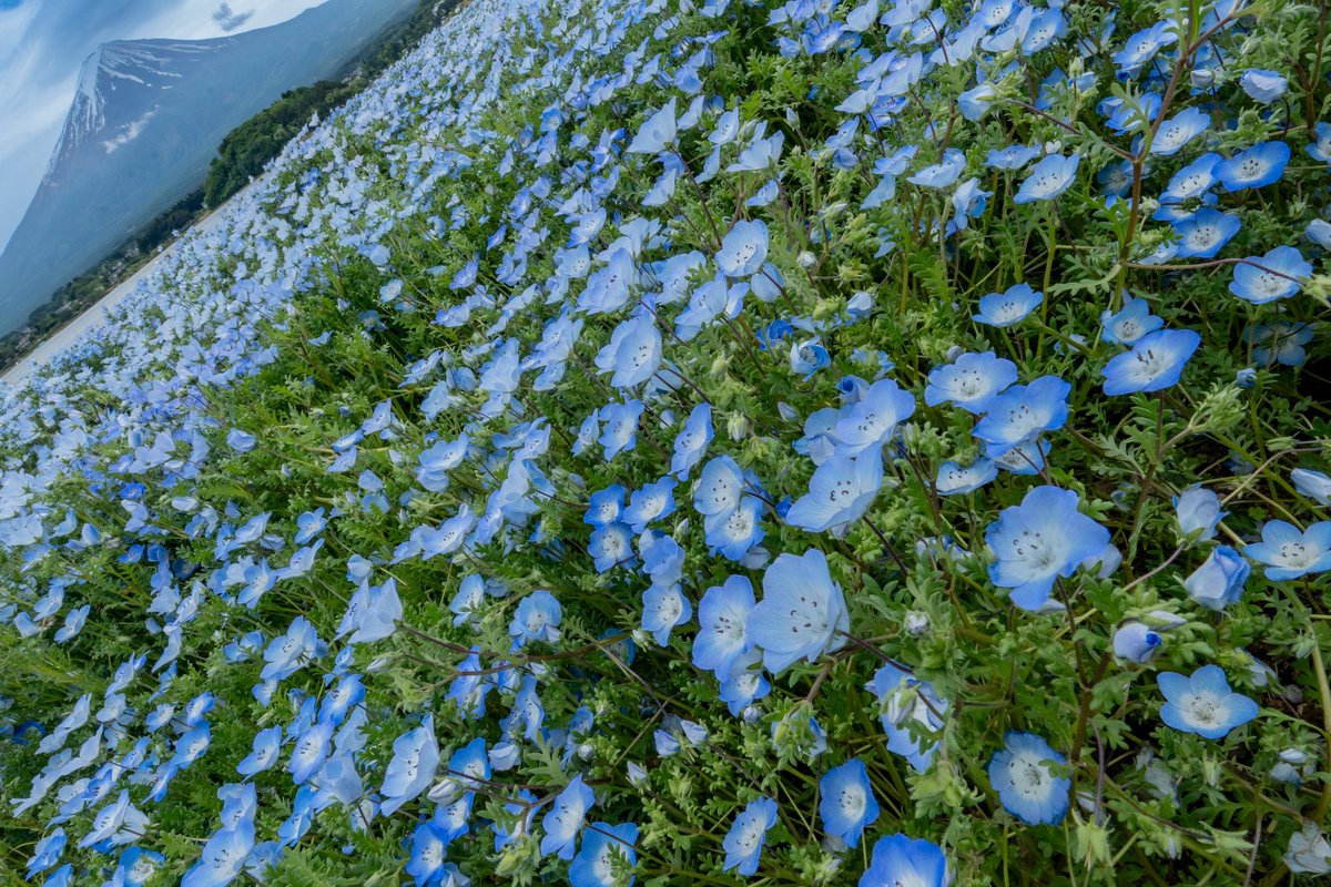 青いネモフィラと青い富士山🗻
最近はこの斜め構図が好きです
#大石公園 
#ネモフィラ 
#富士山 
#花風景 
#キリトリノセカイ 
#風景写真 
#photoftheday 
#nemophila 
#mtfuji 
#japanlandscape 
#landscapephotography