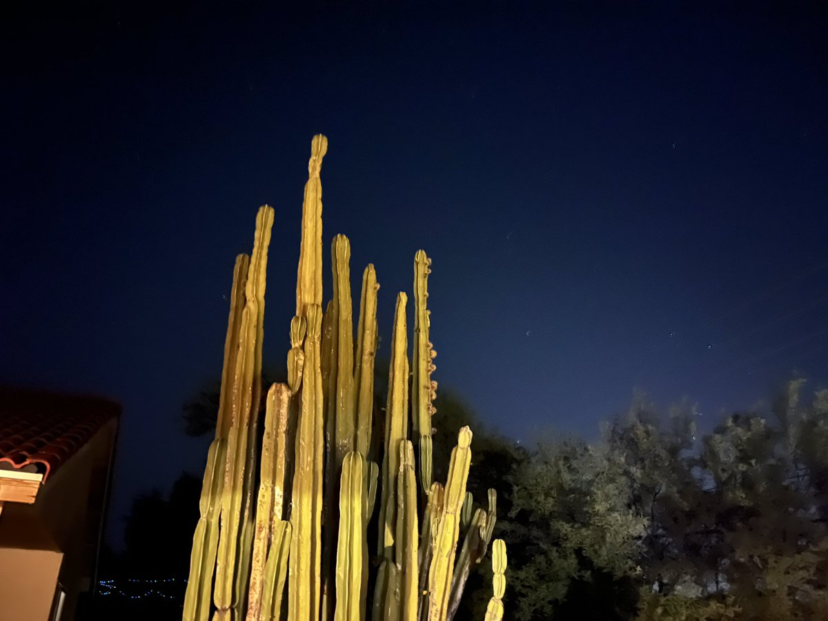 Love chillin in my grandmas backyard. So beautiful and peaceful and love her cactus!