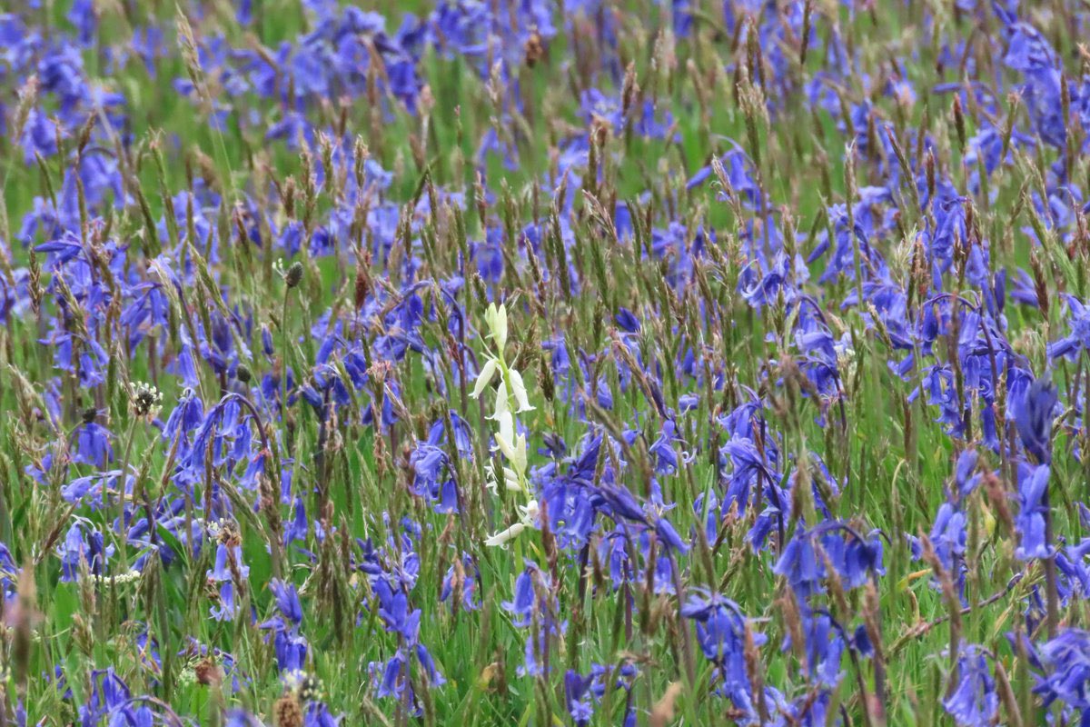 “Bluebells are suddenly looking spectacular on Rathlin, even in today's wet and gloomy weather - this field in particular has an impressive swathe of blue flowers, and an occasional odd one out!”

📍 Rathlin Island, County Antrim
📸 Rathlin Stickybeak • @_Stickybeak