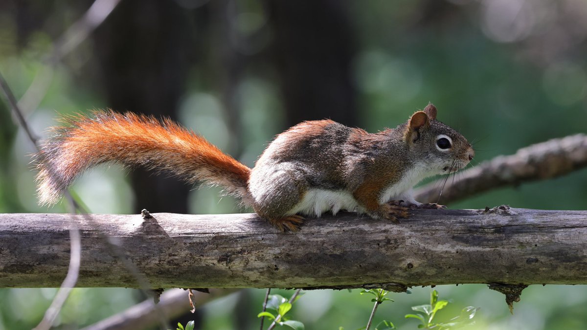 Explore nUtS, cross that bridge, who knows how many you may find 🌰😊 #Twitternaturecommunity #Smile #Twitternaturephotography #Canon #AmericanRedSquirrel #IndiAves