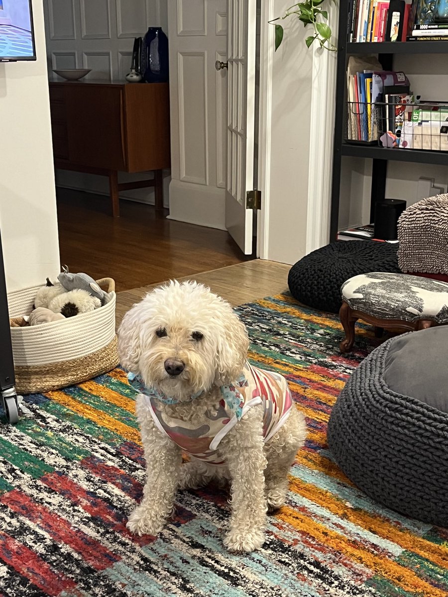 Always watching, hoping for treats. #Seniordog #Furbaby