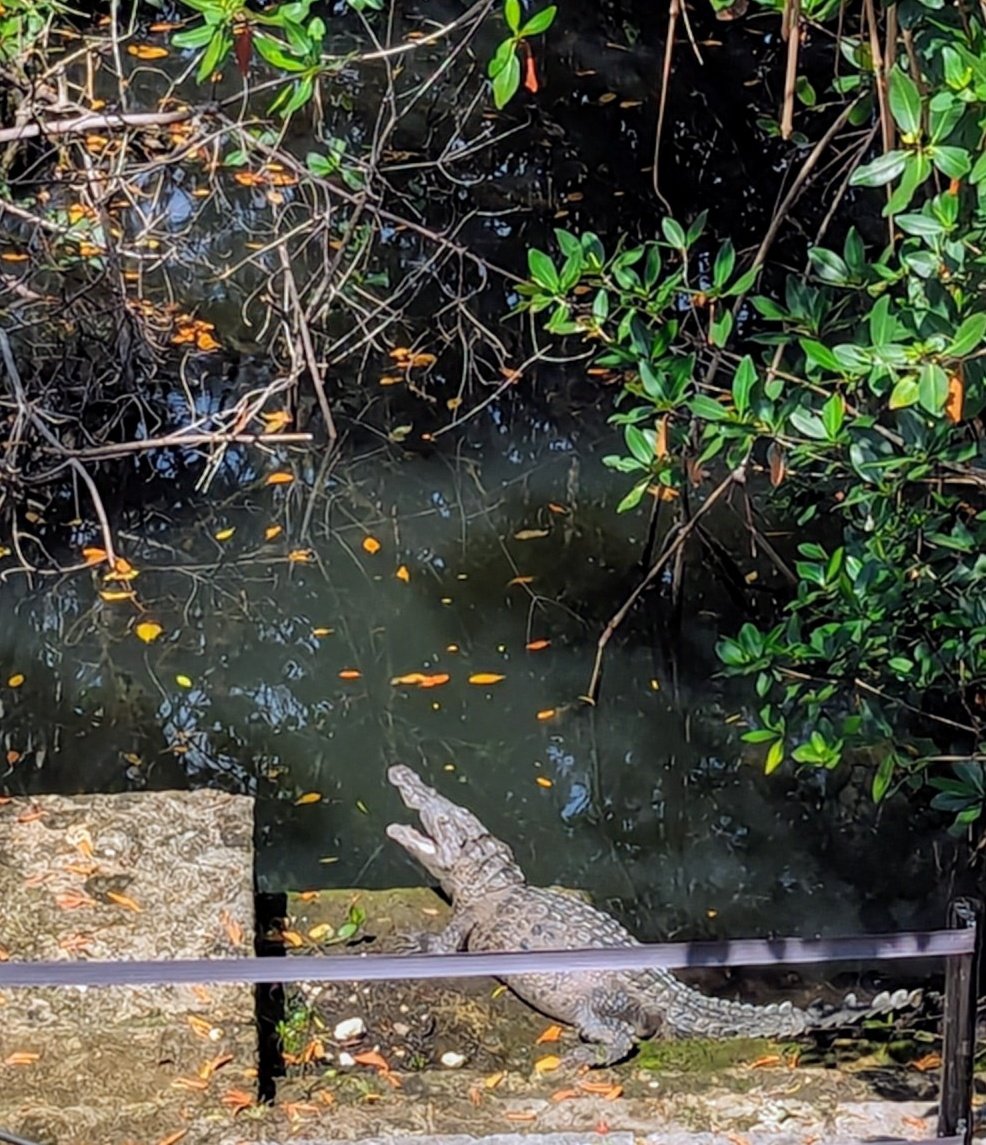 Went to Florida. Saw alligator. Box checked.