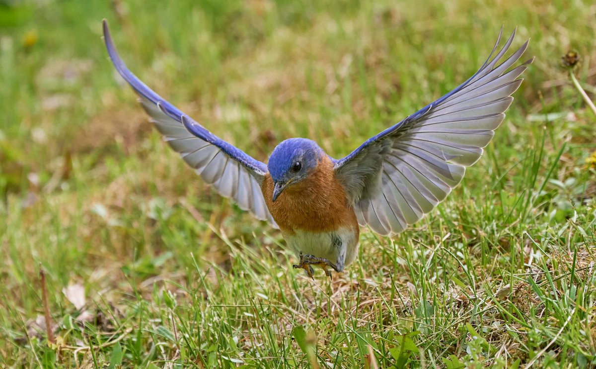 Grasshopping bluebird #BirdsOfTwitter #birdphotography