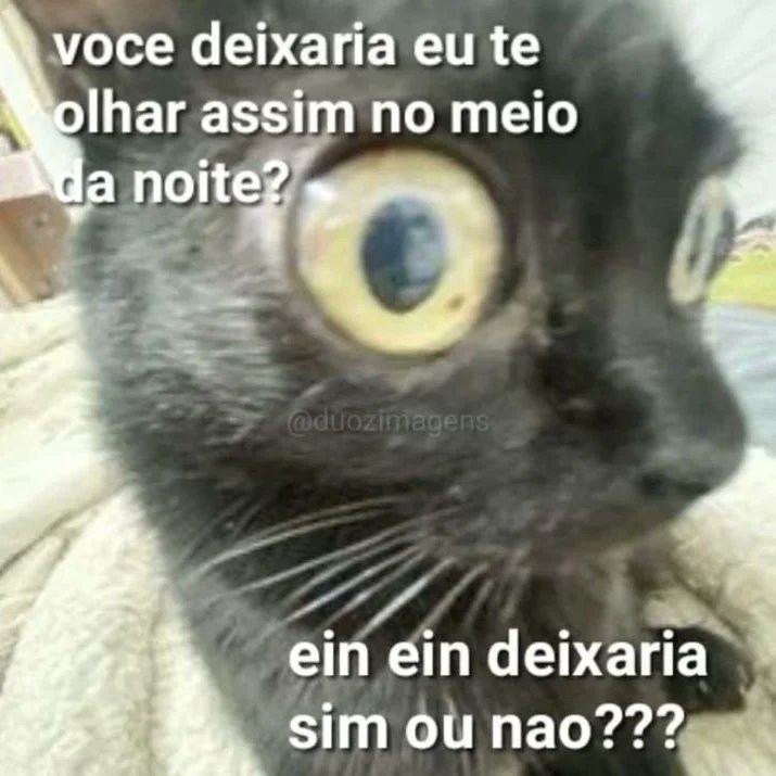 perfil dedicado a gatinhos e peitos (@odeiootaco) on Twitter photo 2024-05-13 22:51:09