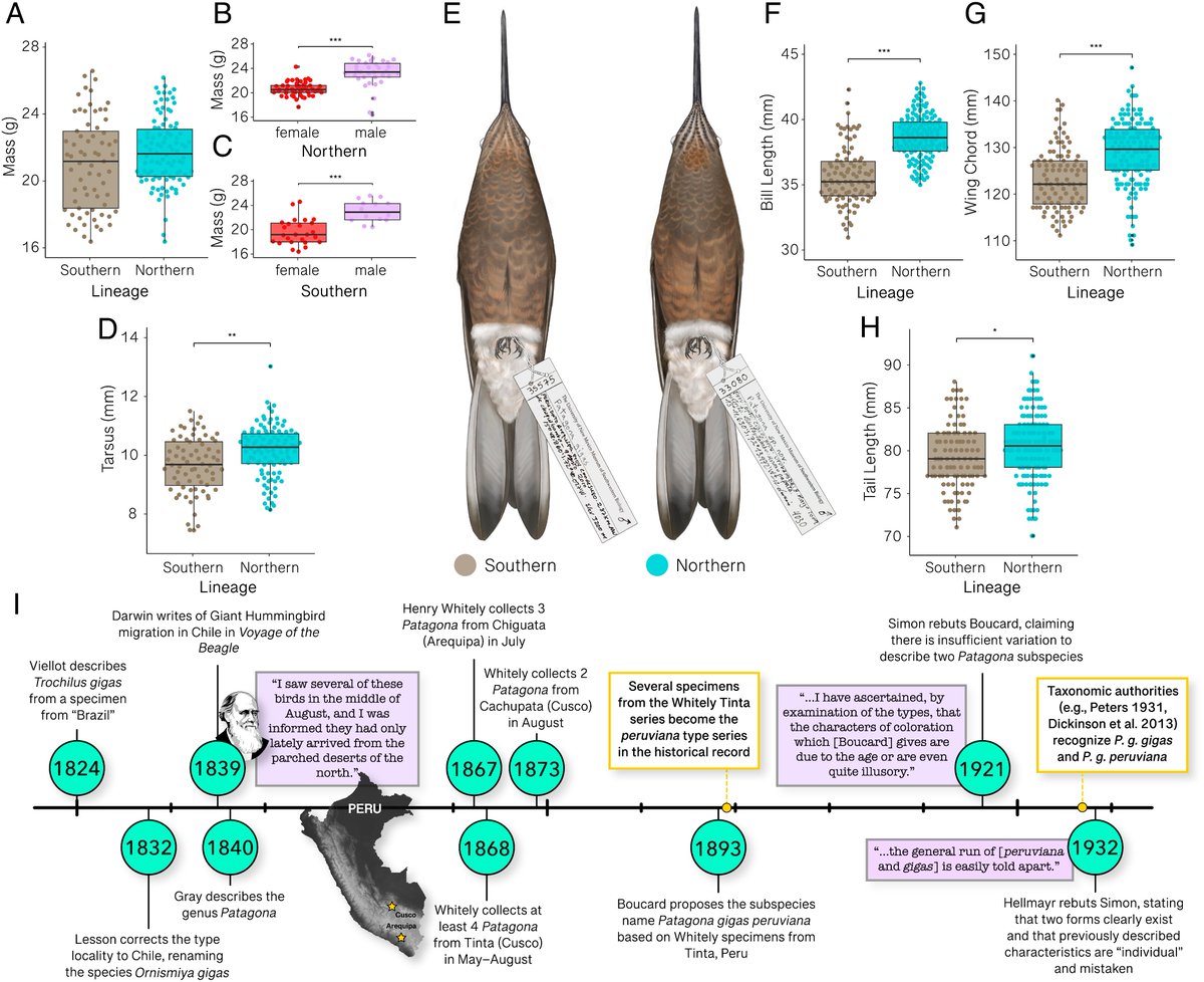 Giant hummingbird split into two cryptic species, with the larger, high-elevation resident described as a new species, Patagona chaski: pnas.org/doi/10.1073/pn… #birds #dinosaurs