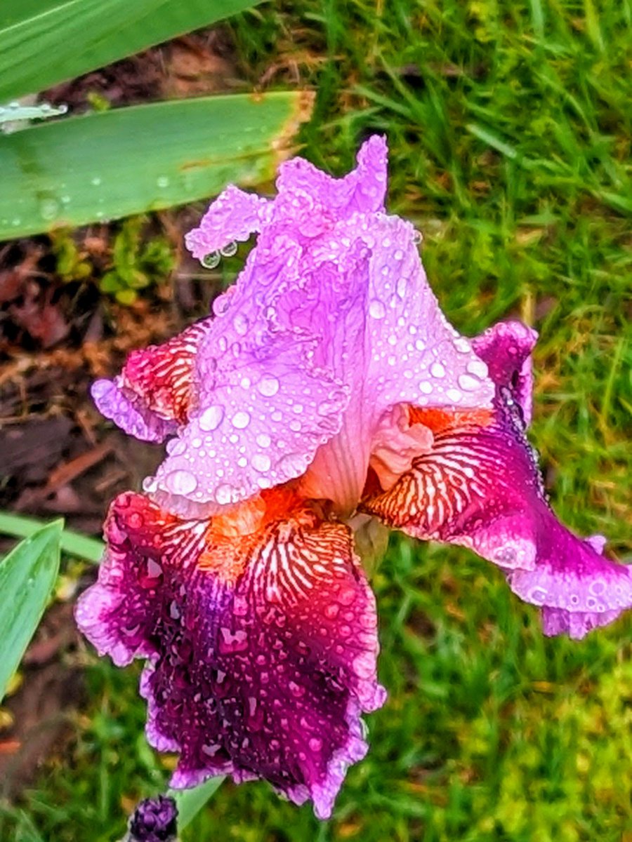 Bearded Iris