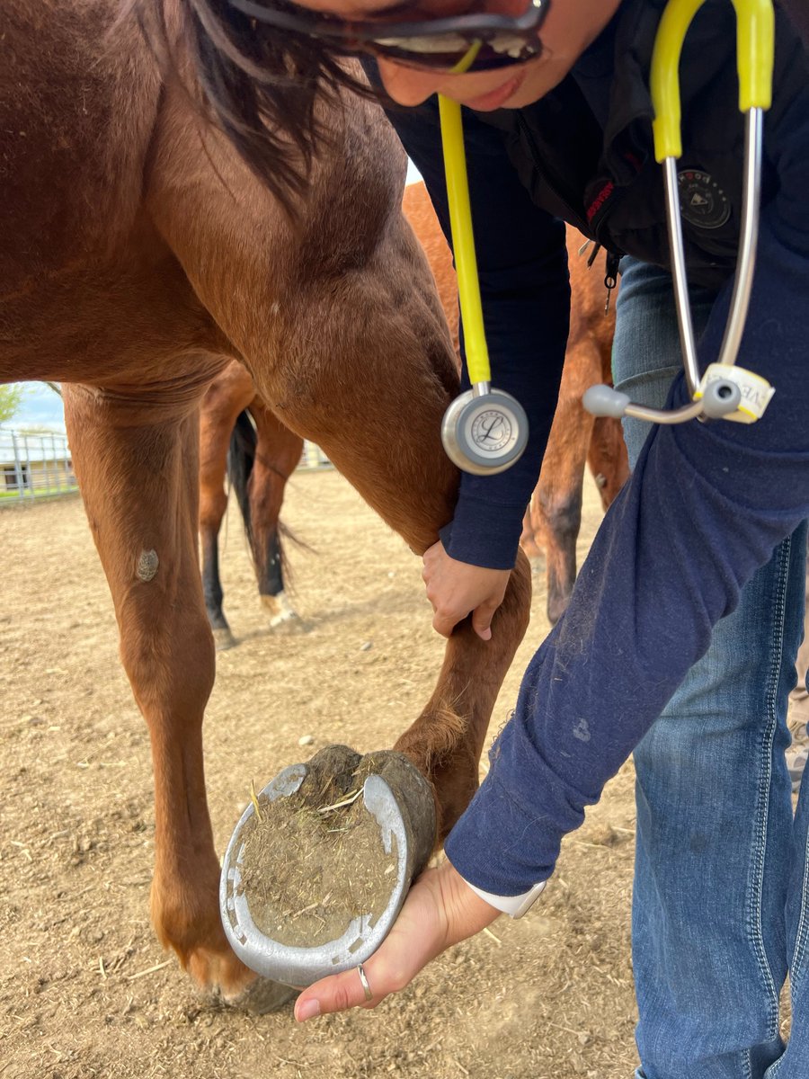 We are looking forward to this week's Equine Handling Lab! The lab will provide basic handling training + triage, first aid, and foundations of emergency management in relation to animal response ops during a disaster. Interested in joining CVEt? Email cvet@ucdavis.edu