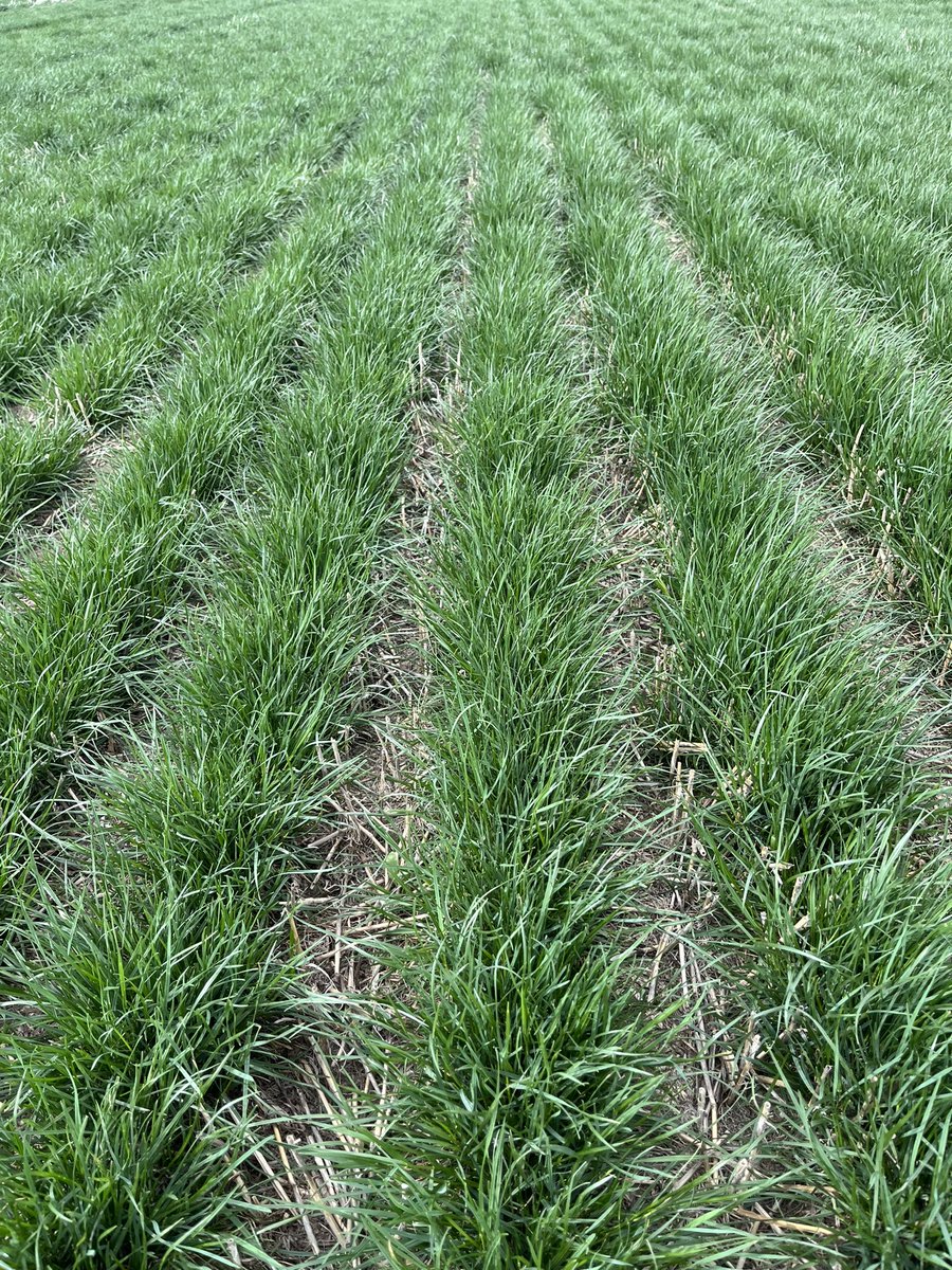 David McGregor (@davidatfmts) on Twitter photo Big rain followed by some heat has grass seed crops in southern Alberta looking great <a href="/FortyMileTS/">Forty Mile Turf Seed</a> Big rain followed by some heat has grass seed crops in southern Alberta looking great <a href="/FortyMileTS/">Forty Mile Turf Seed</a>