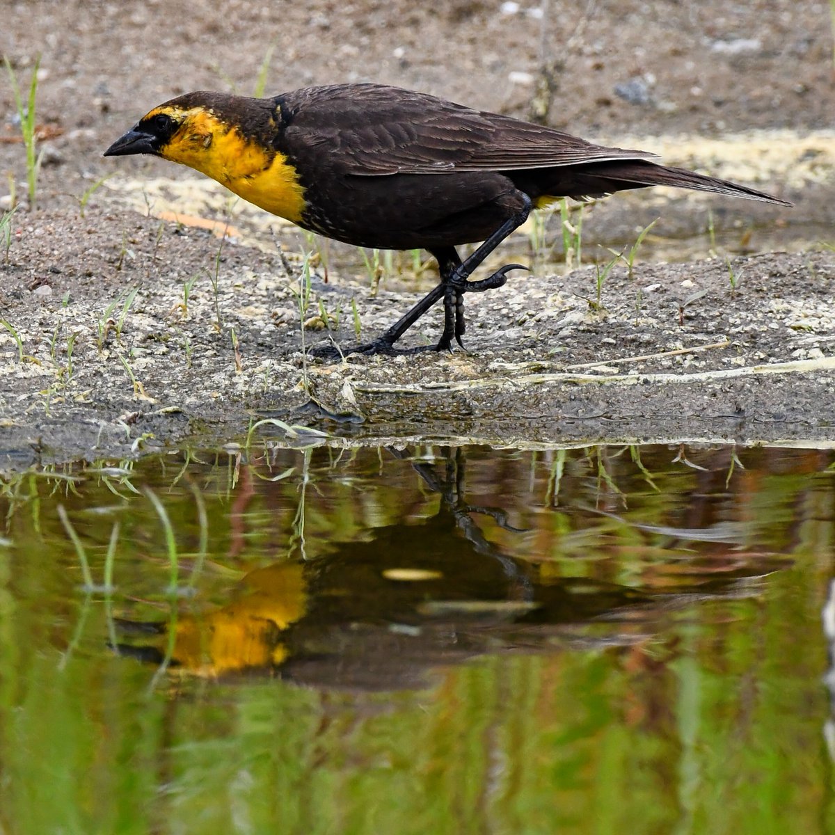 Yellow-headed Blackbird with a little yellow in the undertail at the Sunset Cove Park parking lot in Queens today.