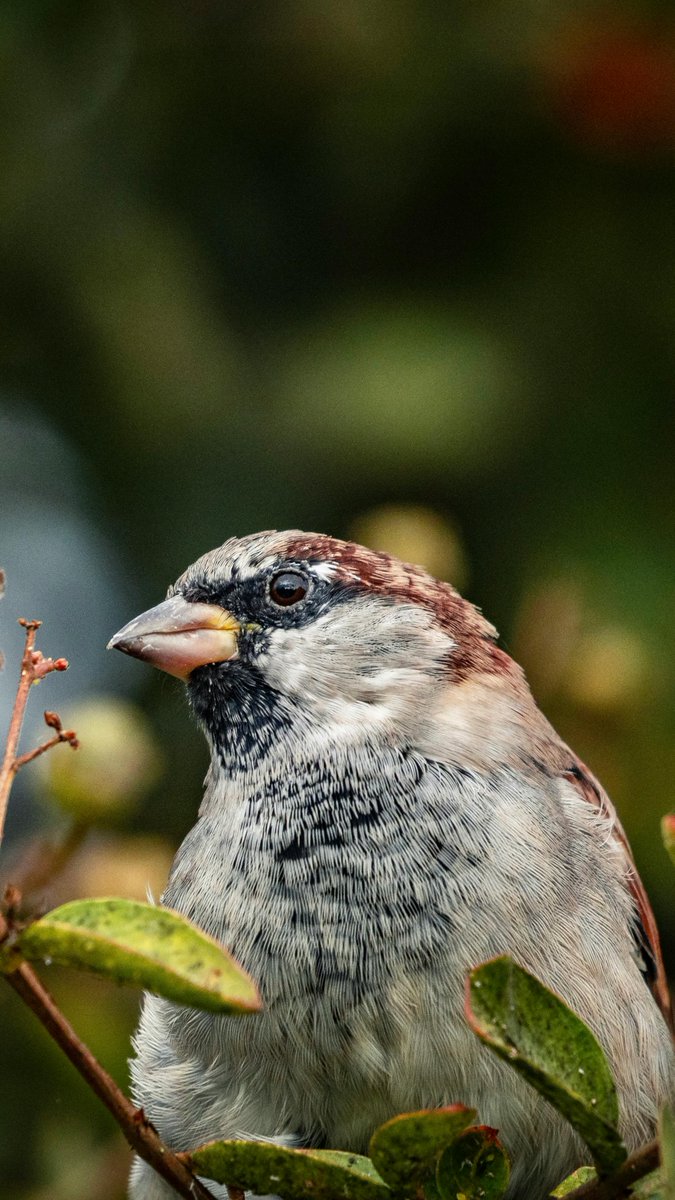 House sparrow (Passer domesticus) close up

#birdwatching #birds #photographer