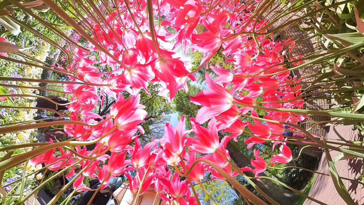 Good morning, the convergence of pink ☺️ Tulips at Keukenhof captured on the @insta360 @Insta360UK camera. Have a great day!
