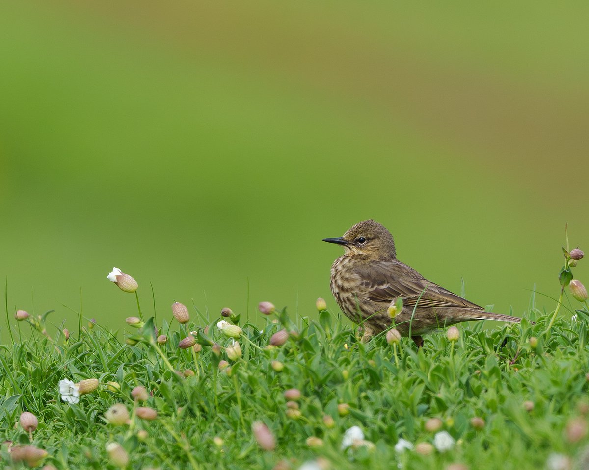 A well deserved day to myself today. No better way to spend it than watching and photographing wildlife on the wonderful Isle of May