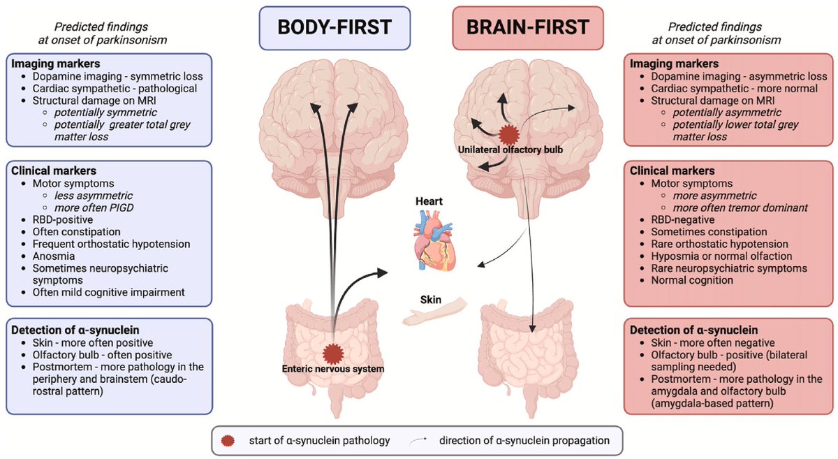 Brain-first vs. body-first Parkinson’s disease Just published in Parkinsonism and Related Disorders This disease model posits that early α-synuclein pathology emerges from either the olfactory bulb or amygdala (resulting in a brain-first subtype) or from the peripheral nervous…