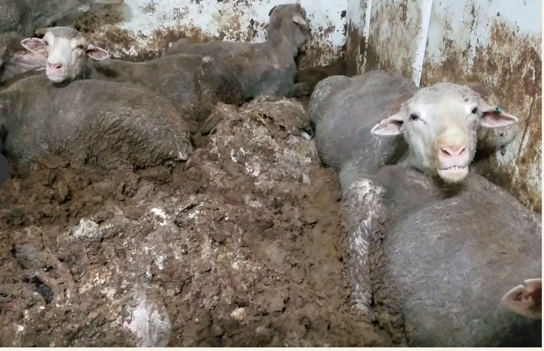 the question should be, how was this vile trade allowed to continue for so long? (images: Animals Australia) #banliveexport