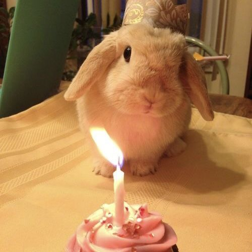 TeaNypmh's tweet photo. |#ᴄᴀᴍᴘᴘᴀxᴅᴇᴏʀᴜᴍ|

//HELLO

EL VIERNES FESTEJO EL CUMPLE DE EDRI Y DRIELL

DEJEN ABAJO EN COMENTARIOS SI QUIEREN Q LOS META AL GRUPO (Tienen q ser conocidos d alguno d los 2) 

gracias los tkm va a haber aggie, garlic phone y mas https://t.co/vQpIDIBhq3