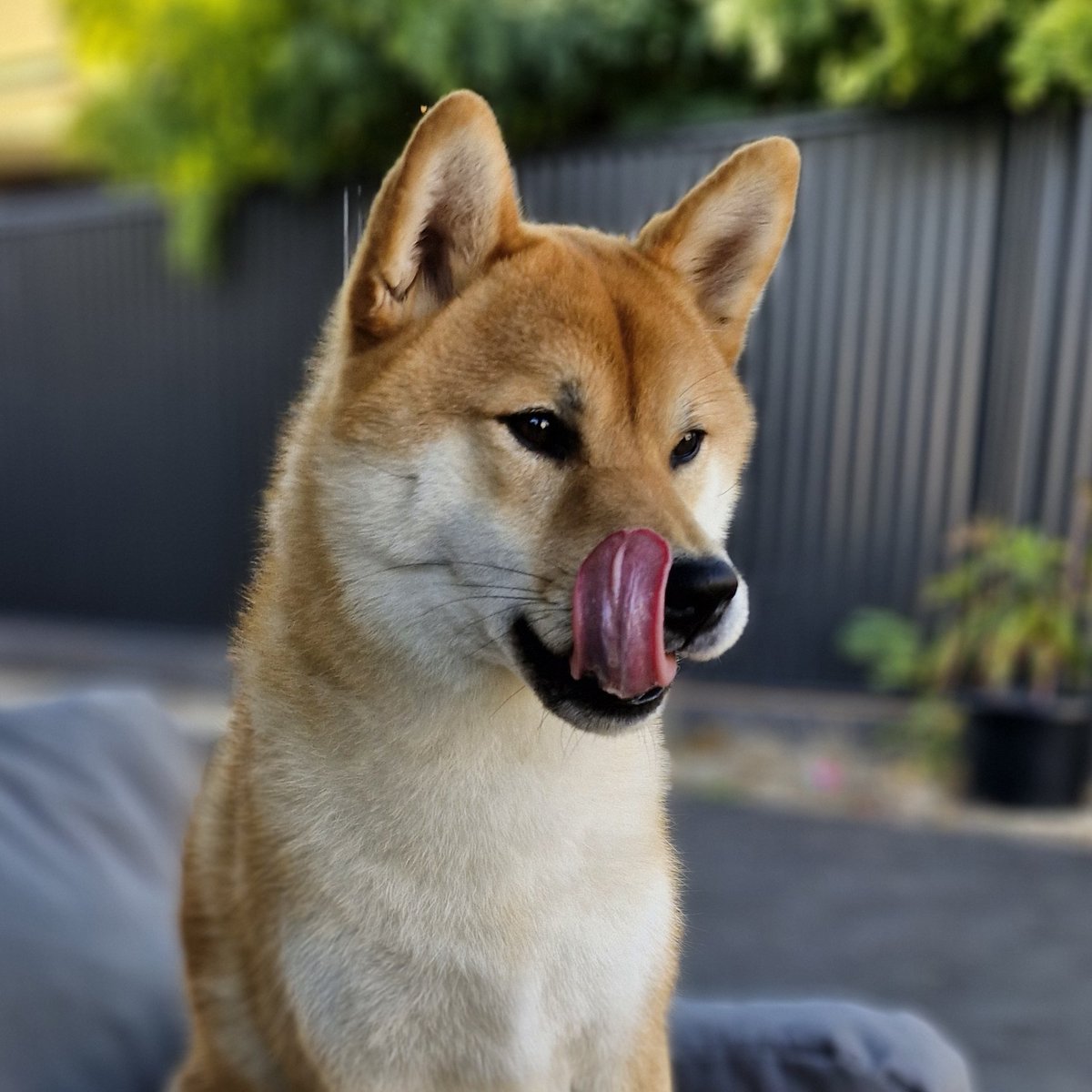 Happy Tongue-out-Tuesday!
My grand-pup Lawson 😀
#tongueouttuesday