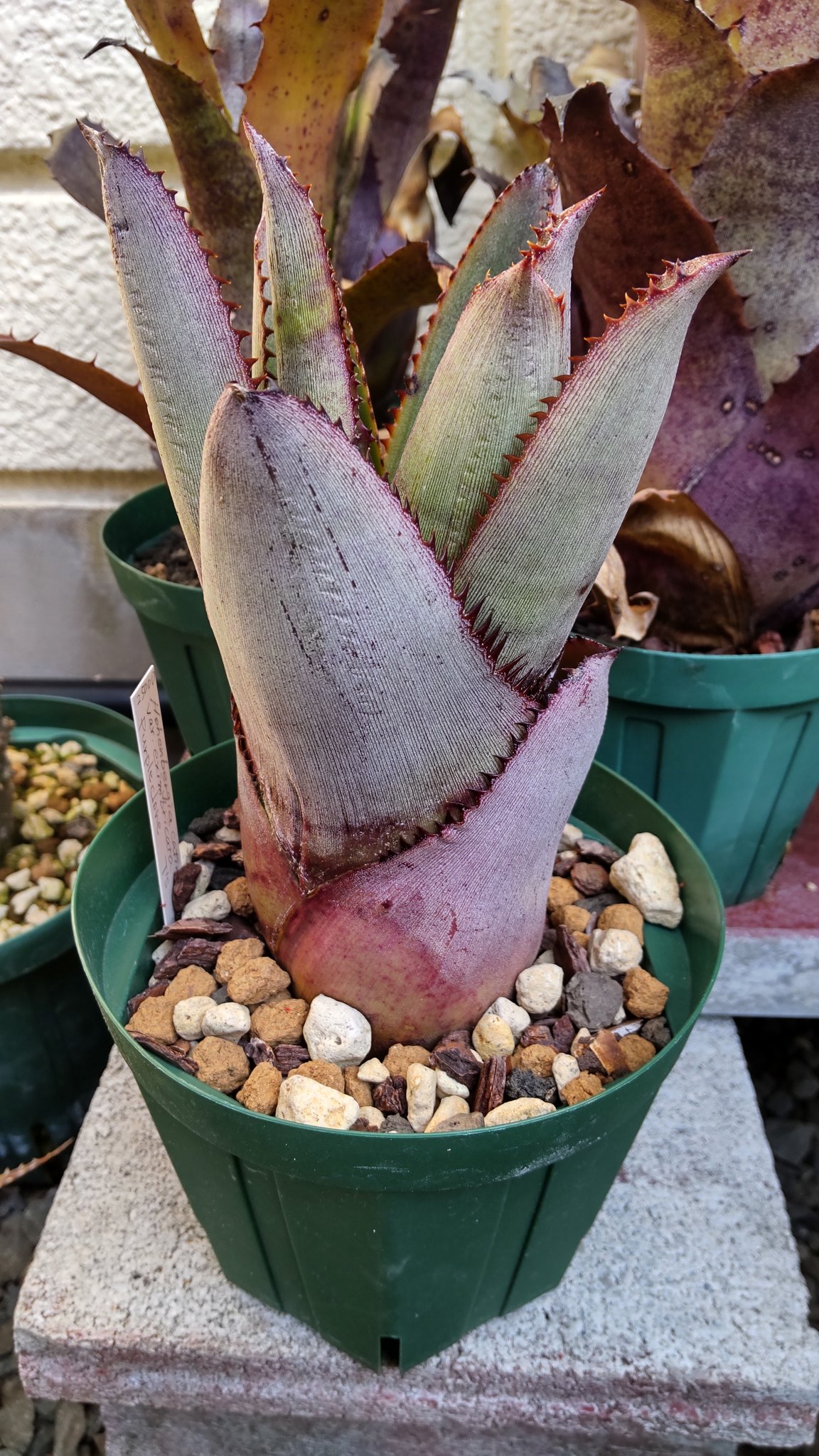 Hohenbergia Catingae