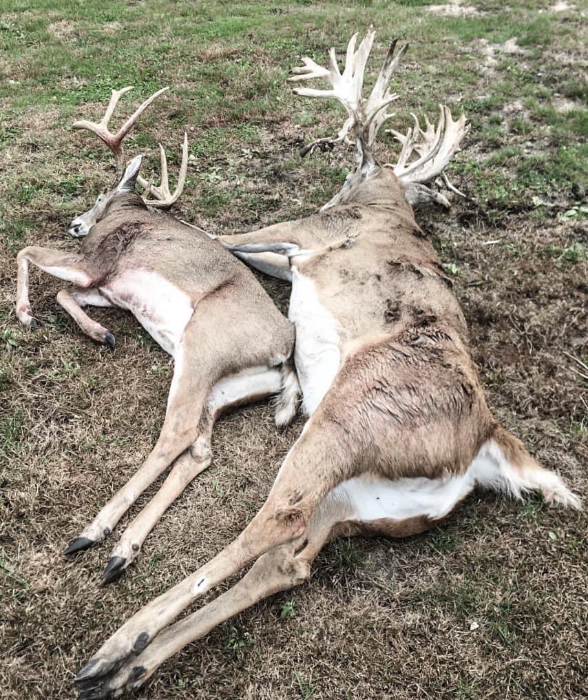 This guy was pushing 400 pounds also!!!  Incredible body!!!  
#whitetailhunting #deerhunting #huntsenddeerranch