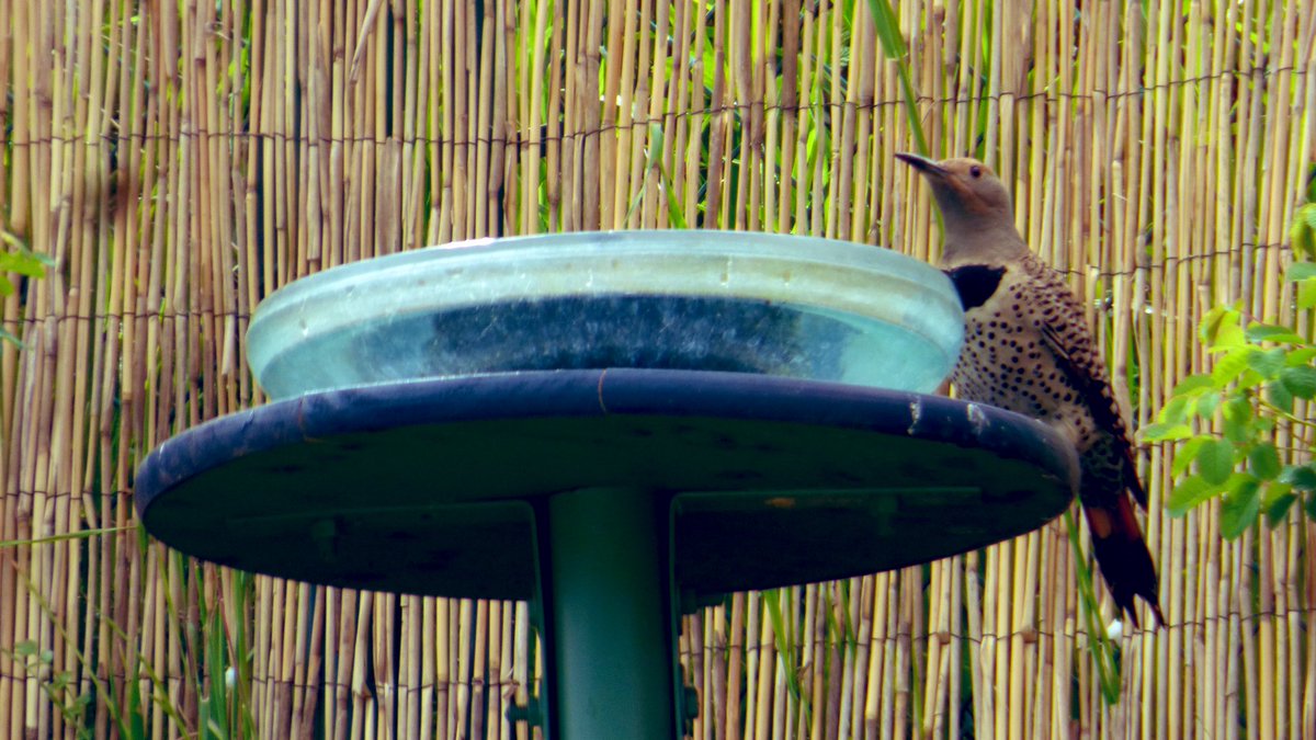 The Northern Flicker finds resources in our garden. This requires dedication. Since this is a small unnatural source of water, I must clean it every two days. Our joy!  #supportwildlife #wildlifefriendly #birdgarden #wildlifegarden #flickerbird #garden