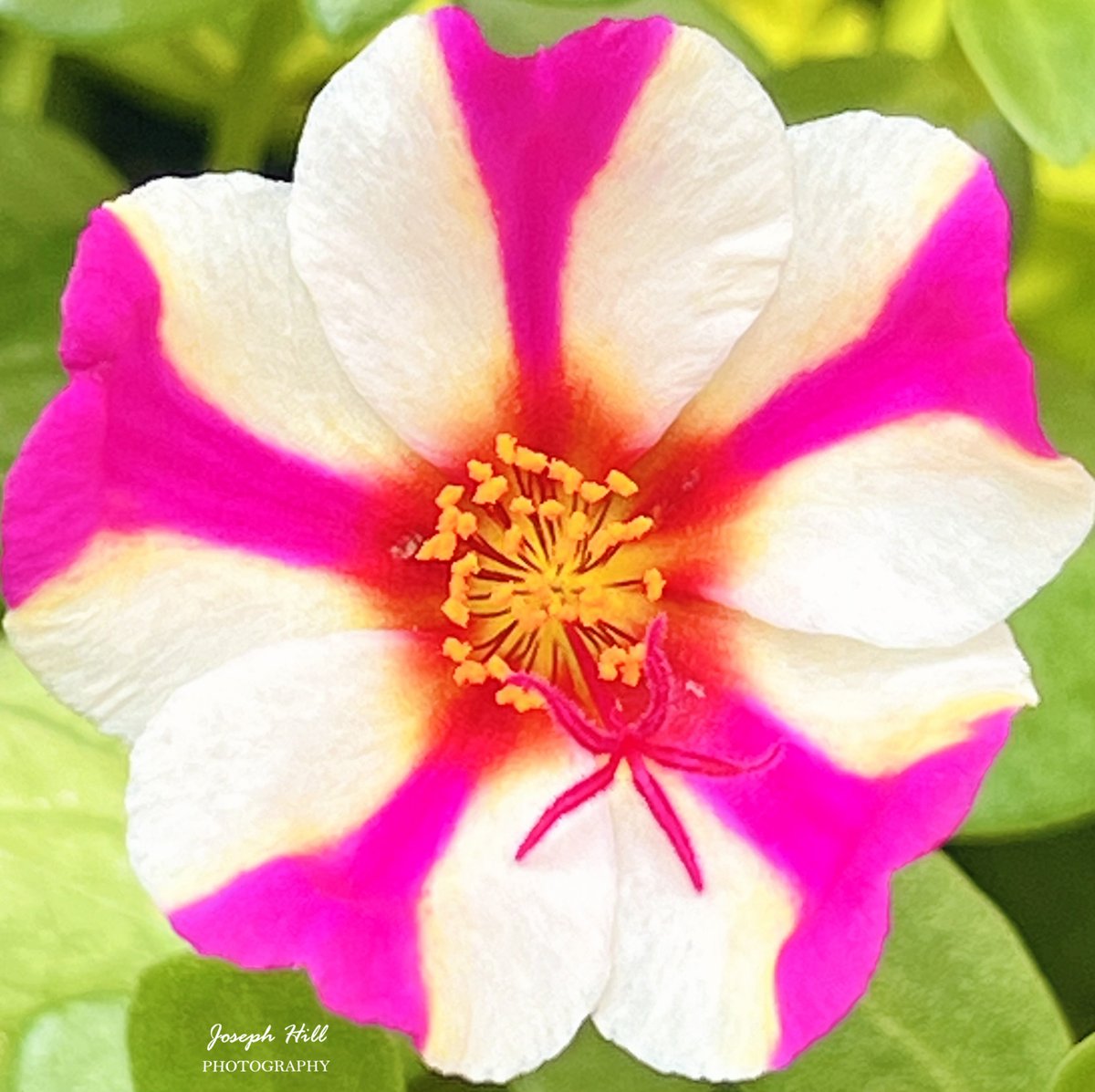 Portuluca🌸 Photo By: Joseph Hill🙂📸🌸 #Portuluca🌸 #flower #nature #closeup #beautiful #colorful #Peaceful #spring #daylight #flowerphotography #NaturePhotography #SouthernPinesNC #May