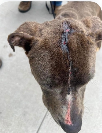 SKIMMY #A367357 1yo left on streets, was found with scars deep cuts attacked by Street Dogs! Now his listed to die HIGH KILL #CorpusChristi Tx 💉plz #PLEDGE #FOSTER to help SKIMMY have 🏥 treatment & find a loving home his never had all his 1yo of life on street to res SKIMMY ⬇️