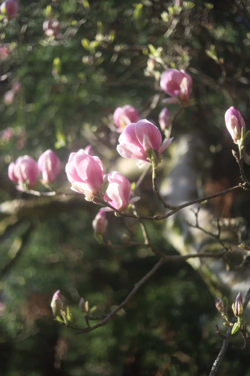 Blossoms 🌸🌸 #blossomwatch