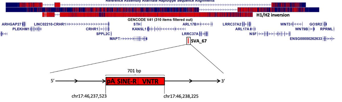 Please read my latest #research on Transposable Elements, published with <a href="/SpringerNature/">Springer Nature</a> in <a href="/SciReports/">Scientific Reports</a>  rdcu.be/dHOhb