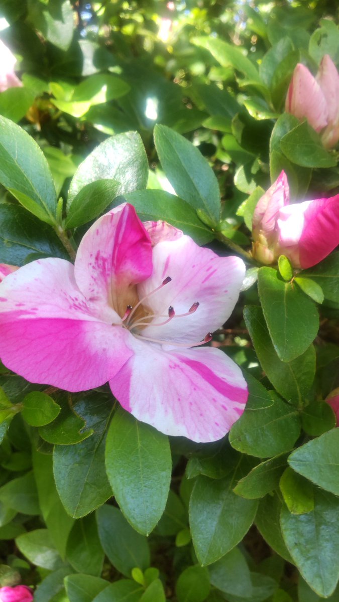 おはようございます
今日は #THETRAD
#仰天ニュース
#燕は戻ってこない
#ワルイコあつまれ (^^)
今日もよろしくお願いします☺️

#私の_世界に一つだけの花
#とにかく_SMAP_好きなんです
#SMAP #世界に一つだけの花
#花 #花写っと