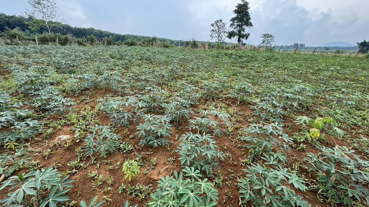 jononewby's tweet photo. #Cassava farmers in Thateng District, southern #Laos 🇱🇦 have replanted their crop using a lot of stems already infected with #CWBD. After 10 years of production this farmer experienced the disease for the first time in 2023-24 crop.
@ACIARAustralia @AusAmbLaos @BiovIntCIAT_eng https://t.co/ej3zRD7KiJ