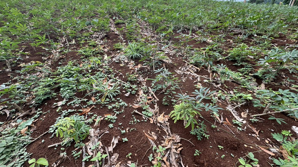 jononewby's tweet photo. #Cassava farmers in Thateng District, southern #Laos 🇱🇦 have replanted their crop using a lot of stems already infected with #CWBD. After 10 years of production this farmer experienced the disease for the first time in 2023-24 crop.
@ACIARAustralia @AusAmbLaos @BiovIntCIAT_eng https://t.co/ej3zRD7KiJ