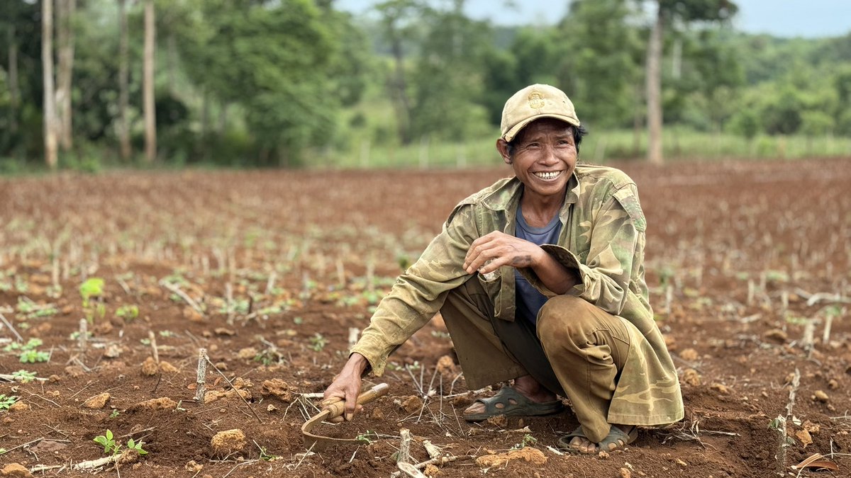 jononewby's tweet photo. #Cassava farmers in Thateng District, southern #Laos 🇱🇦 have replanted their crop using a lot of stems already infected with #CWBD. After 10 years of production this farmer experienced the disease for the first time in 2023-24 crop.
@ACIARAustralia @AusAmbLaos @BiovIntCIAT_eng https://t.co/ej3zRD7KiJ