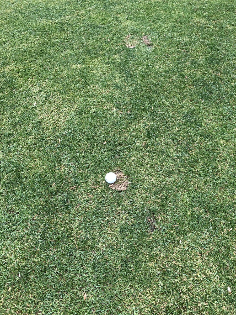Golf Twitter loves to lose their shit over a ball landing in a divot on the fairway.  How about ON A REPLACED DIVOT, THAT MAY OR MAY NOT BE LOOSE, in the fairway??!
